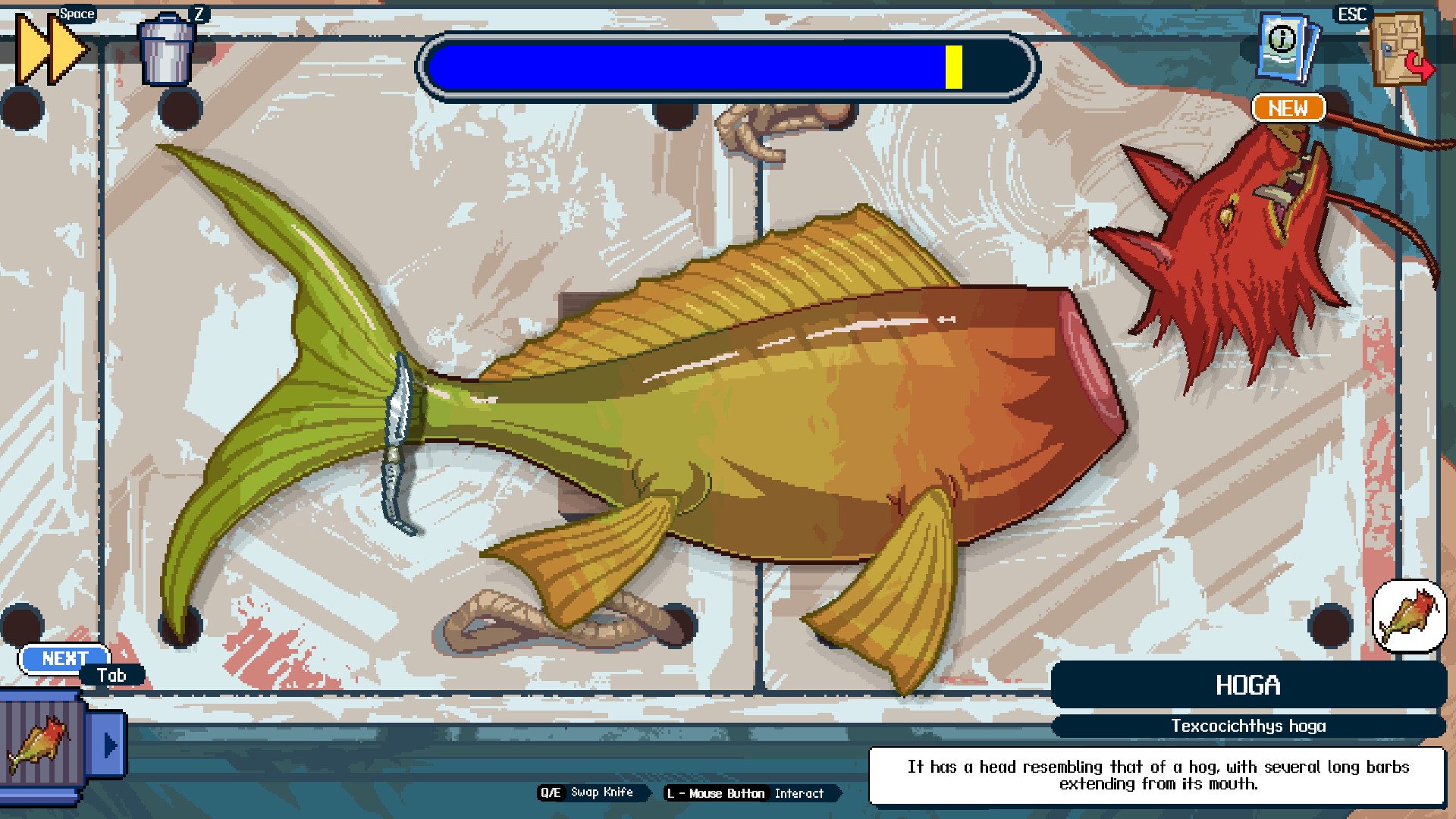 The Hoga fish (Texcocichthys hoga) on the scaling station — its hog-shaped head clearly visible